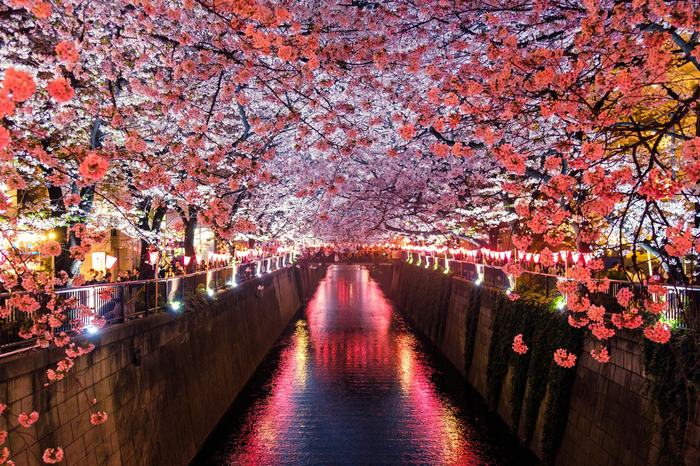 Cherry trees in blossom along the Sumida riverbank.